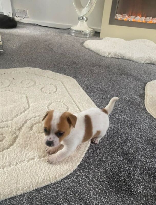 Two miniature Jack Russell x puppies - Image 3 of 4
