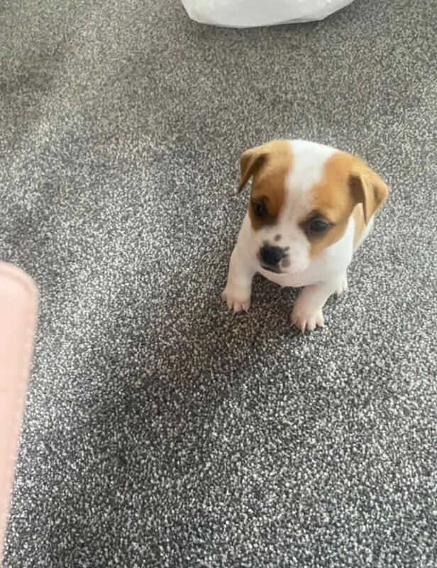 Two miniature Jack Russell x puppies - Image 4 of 4