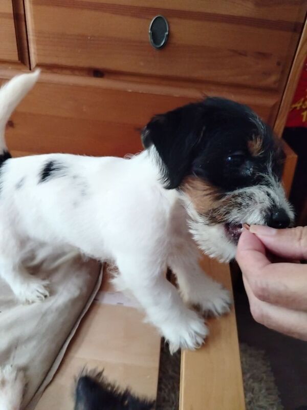 Two rough coat girls and one smooth coat boy available for their forever family homes for sale in Gloucestershire
