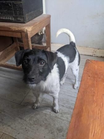 Two year old jack Russell girl for sale in Kington, Herefordshire - Image 1