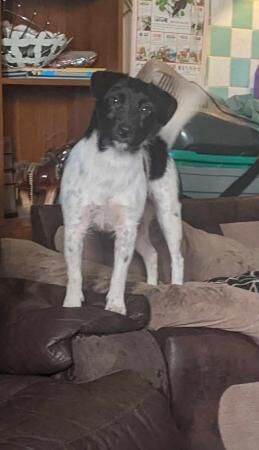 Two year old jack Russell girl for sale in Kington, Herefordshire - Image 2