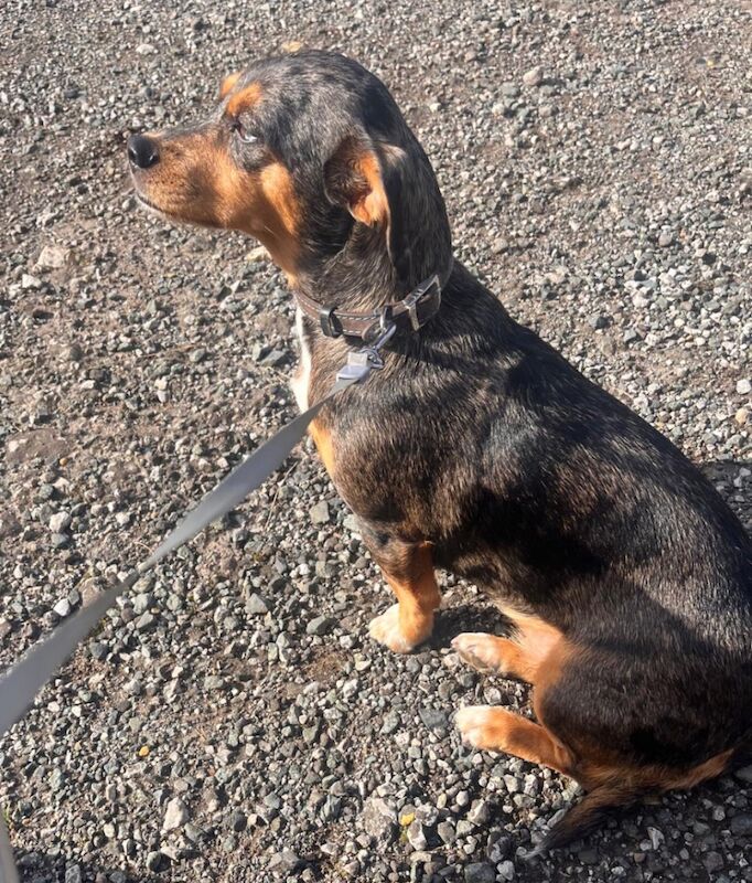 Jack Russell Terrier for adoption in Stalybridge, Greater Manchester – KC registered, 7 years old