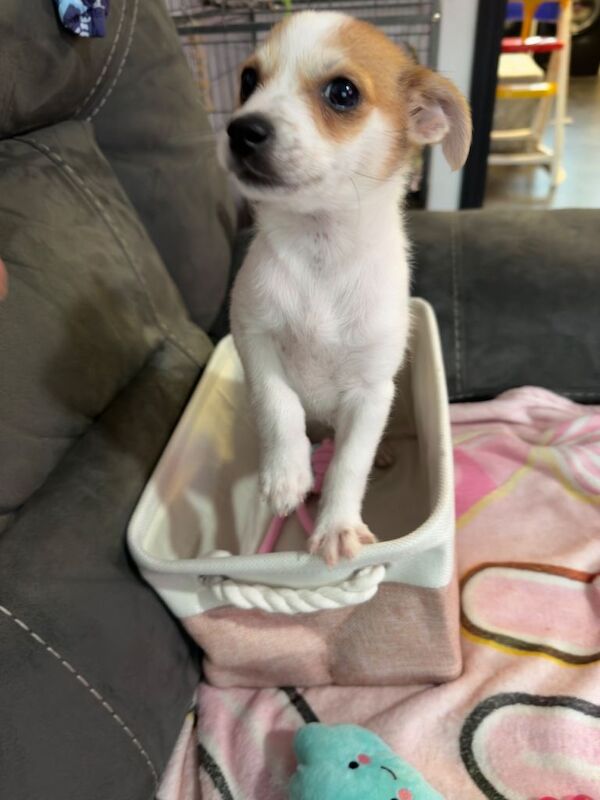 URGENT!!! Adorable Jack Russel x Pomeranian puppy looking for a loving home