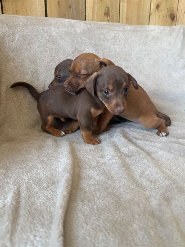 very rare coloured Jack Russell’s