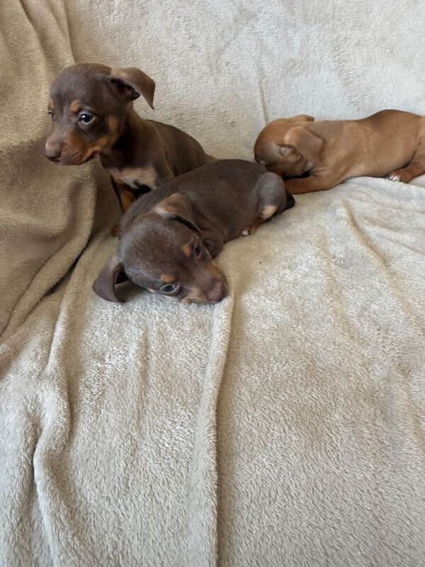 very rare coloured Jack Russell’s - Image 2 of 4
