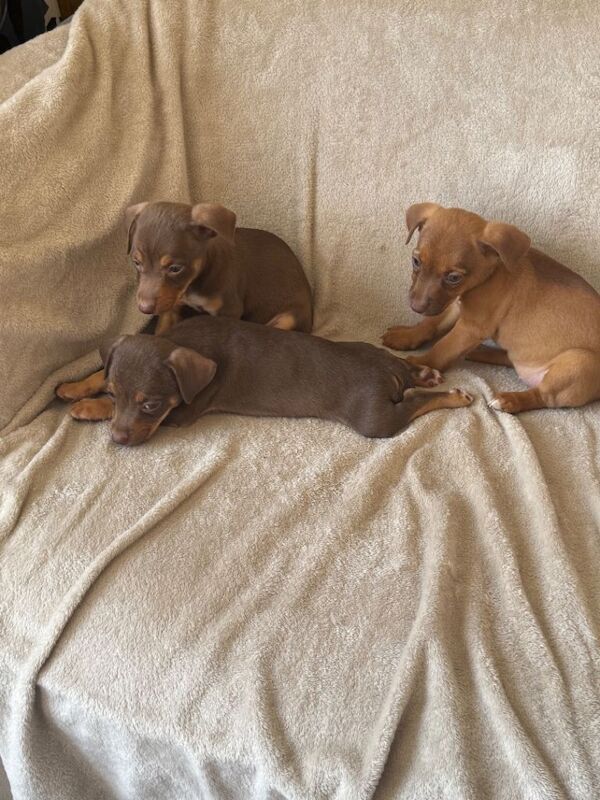 very rare coloured Jack Russell’s - Image 3 of 4