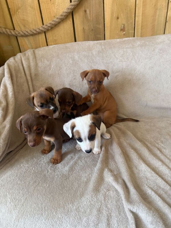 very rare coloured Jack Russell’s - Image 4 of 4