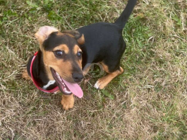 Jack Russell Terrier puppies for sale in Chigwell, Essex – 1 year old - Image 1 of 5