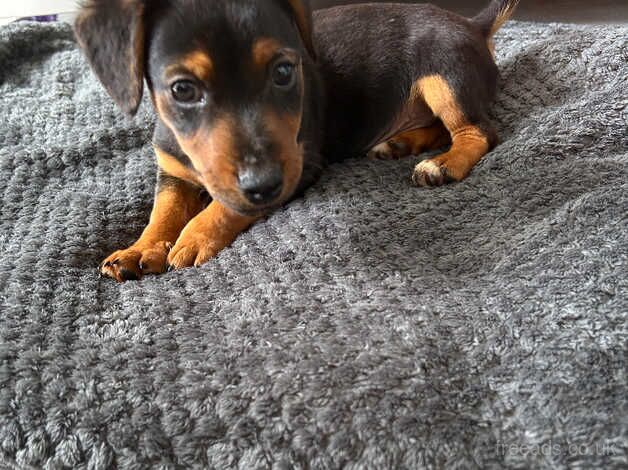 Jack Russell Terrier puppies for sale in Chigwell, Essex – 1 year old - Image 2 of 5