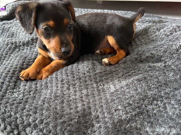 Jack Russell Terrier puppies for sale in Chigwell, Essex – 1 year old - Image 3 of 5