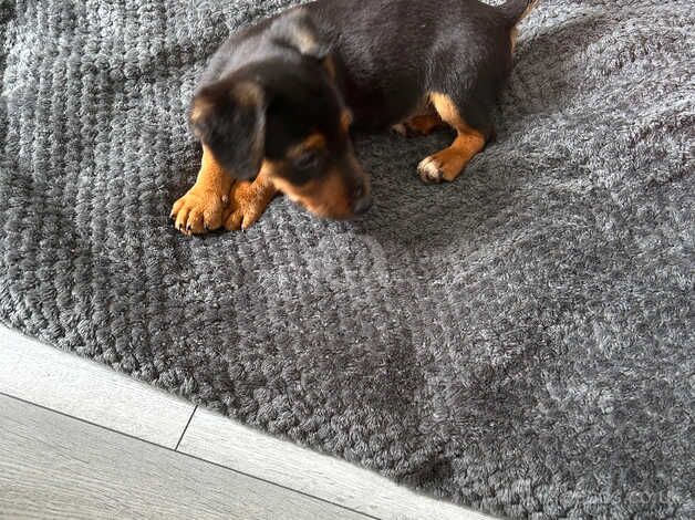 Jack Russell Terrier puppies for sale in Chigwell, Essex – 1 year old - Image 4 of 5