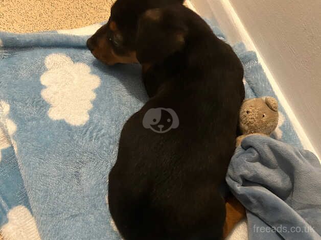 Jack Russell Terrier puppies for sale in Chigwell, Essex – 1 year old - Image 5 of 5