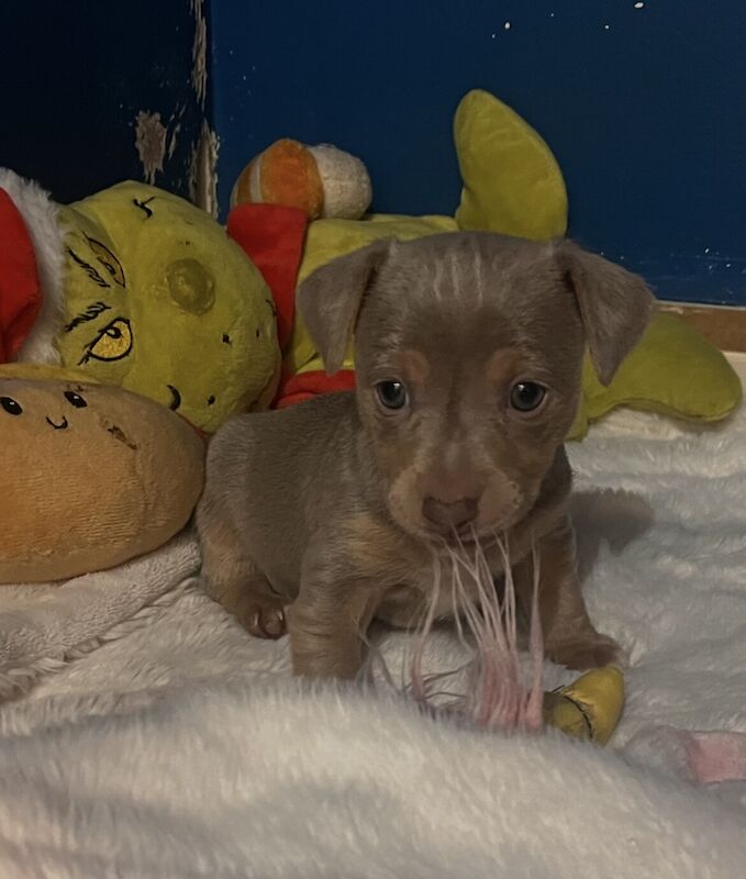 Jack Russell Terrier puppies for sale in Desborough, Northamptonshire – 9 months old - Image 1 of 3