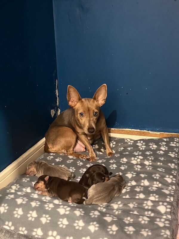 Jack Russell Terrier puppies for sale in Desborough, Northamptonshire – 9 months old - Image 2 of 3