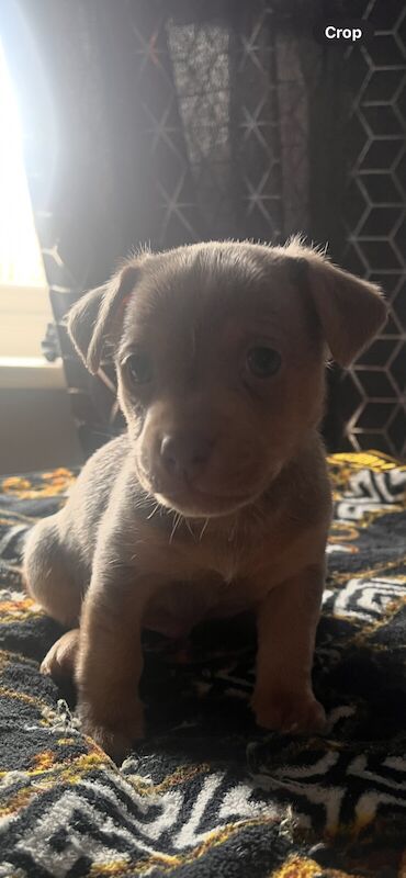 Jack Russell Terrier puppies for sale in Desborough, Northamptonshire – 9 months old - Image 3 of 3