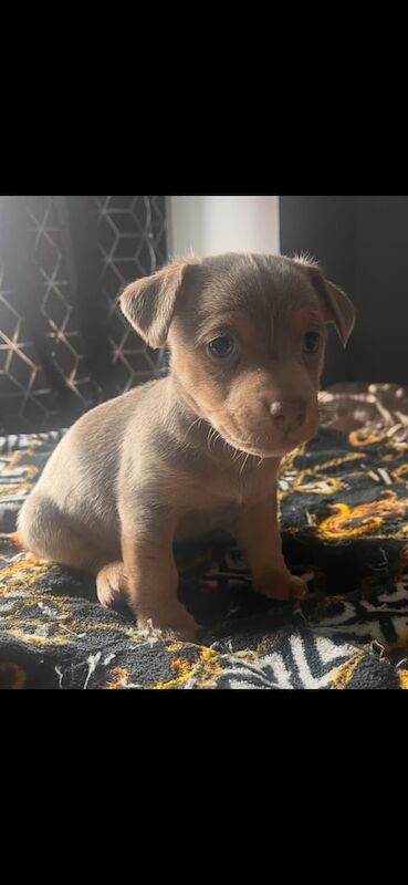 Jack Russell Terrier puppies for sale in Desborough, Northamptonshire – 8 weeks old