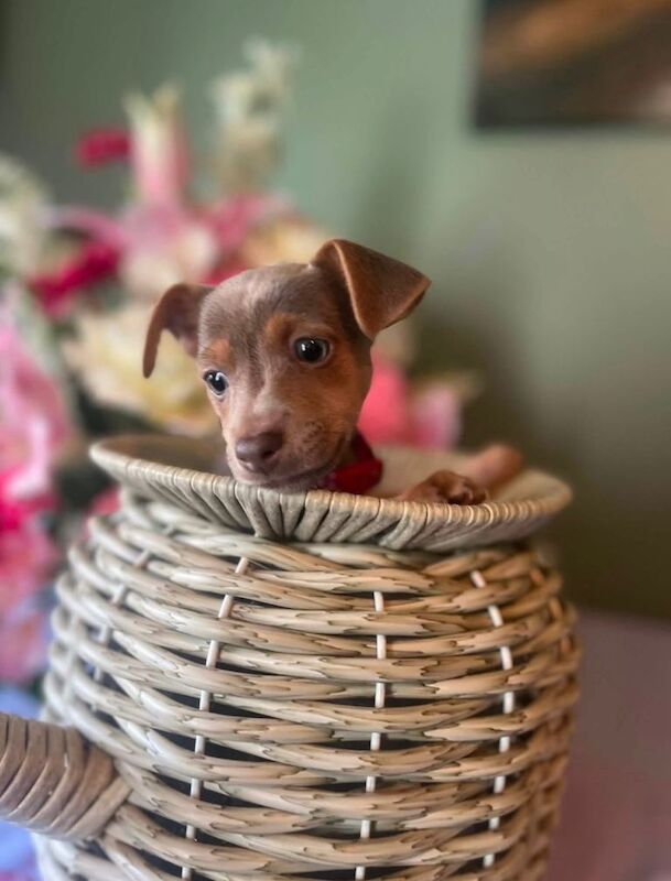 Jack Russell Puppies For Sale