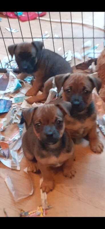 Jack Russell Terrier puppies for sale in Edgware, Greater London – 10 weeks old