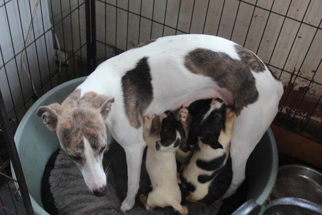 Whippet Cross Jack Russel Puppies for sale in Rhuddlan, Denbighshire