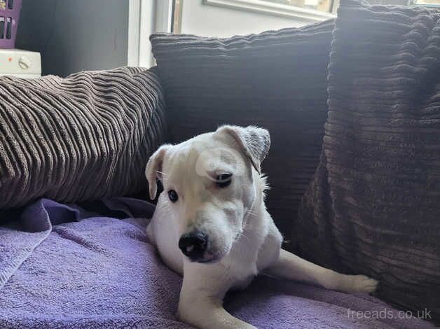 Jack Russell puppies for sale in Poole, North Yorkshire – 1 year old - Image 1 of 2