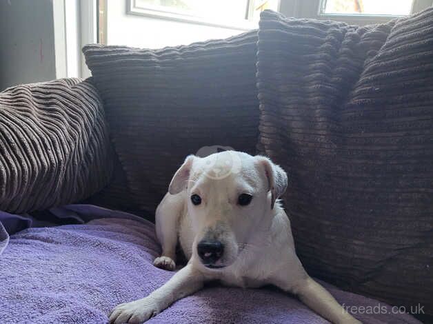 Jack Russell puppies for sale in Poole, North Yorkshire – 1 year old - Image 2 of 2
