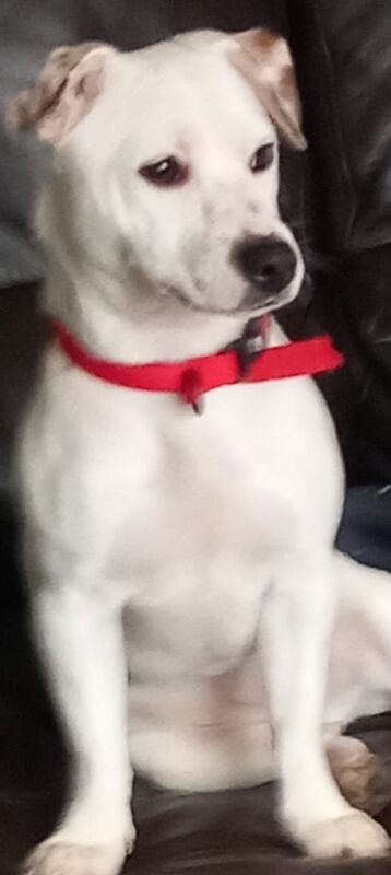 White jack Russell terrier bitch for sale in Birtley, Herefordshire - Image 2