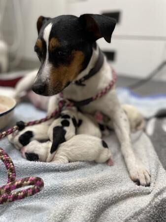 Working bred, legally docked tails, jack Russell pups for sale in Ross-on-Wye, Herefordshire