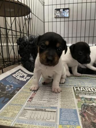 Working bred, legally docked tails, jack Russell pups for sale in Ross-on-Wye, Herefordshire - Image 4