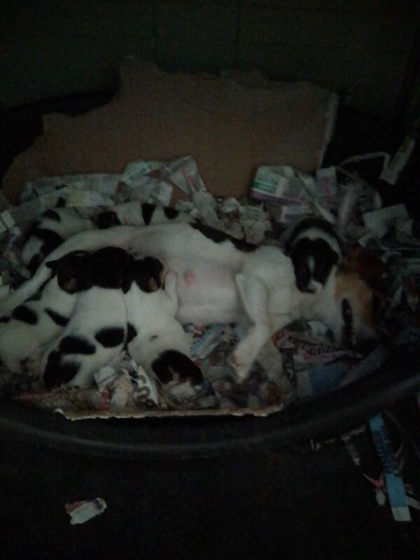 Working Jack Russell puppies for sale - Image 2 of 4
