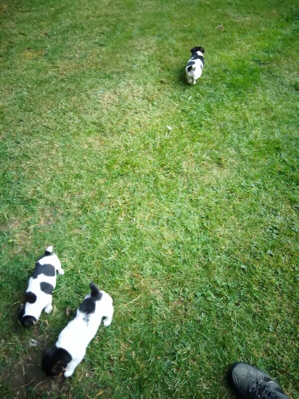 Working Jack Russell puppies for sale - Image 3 of 4