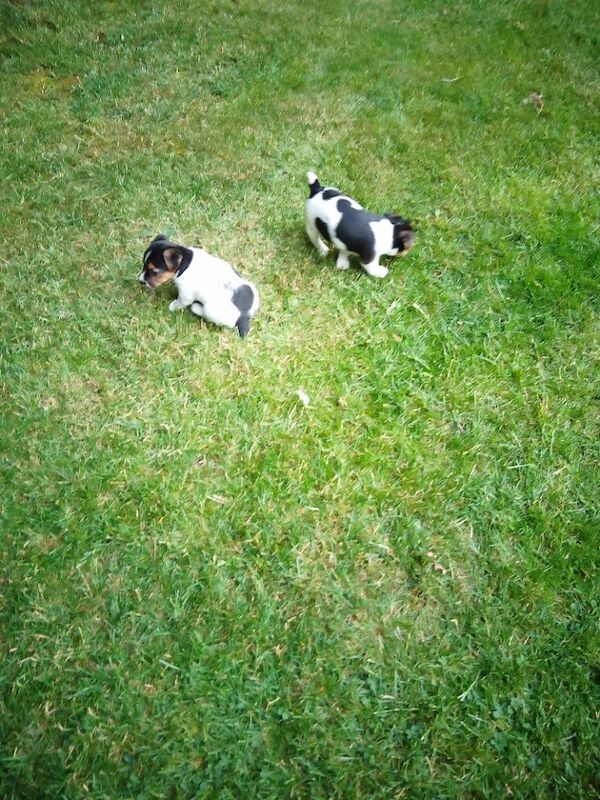 Working Jack Russell puppies for sale - Image 4 of 4