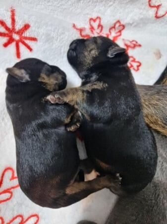 X2 boys left jack Russell for sale in Plymouth, Devon - Image 3