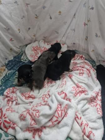 X2 boys left jack Russell for sale in Plymouth, Devon - Image 4