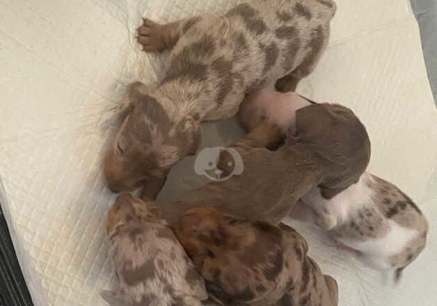 Jack Russell Terrier puppies for sale in Doncaster, South Yorkshire – 1 year old - Image 1 of 2