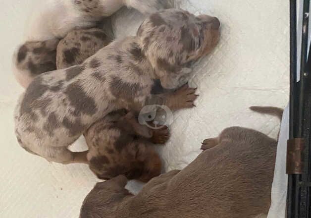 Jack Russell Terrier puppies for sale in Doncaster, South Yorkshire – 1 year old - Image 2 of 2