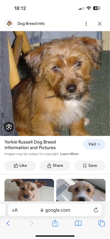 Yorkie Russell Puppies for sale in Surbiton, Kingston upon Thames, Greater London - Image 1