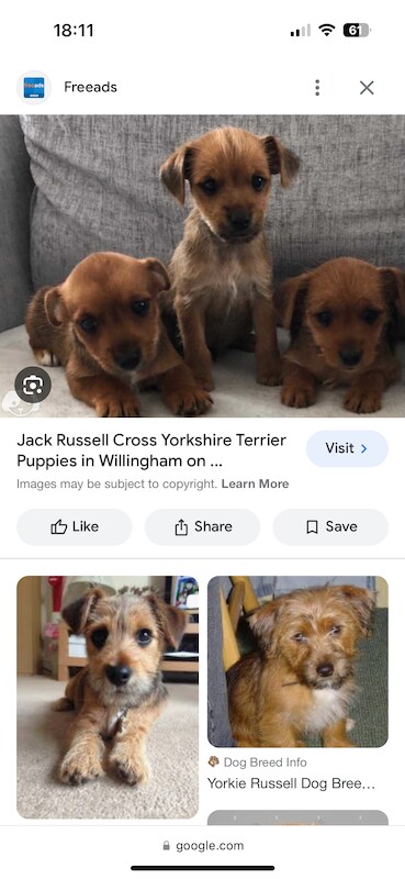 Yorkie Russell Puppies for sale in Surbiton, Kingston upon Thames, Greater London - Image 2