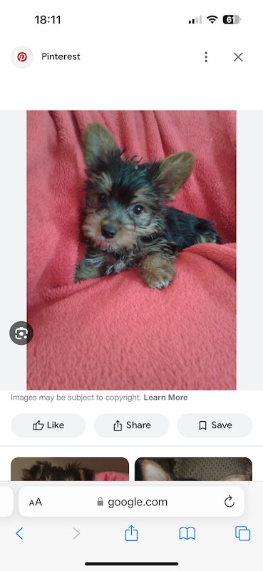 Yorkie Russell Puppies for sale in Surbiton, Kingston upon Thames, Greater London - Image 3