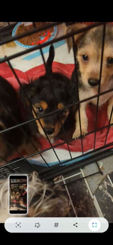 Jack Russell Terrier puppies for sale in Norwich, Norfolk – 7 weeks old - Image 2 of 3