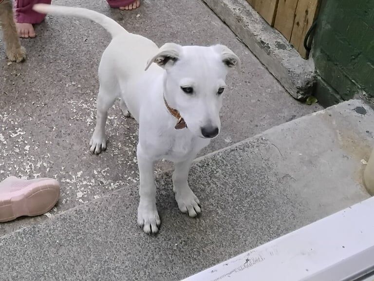 Jack Russell puppies for sale in Middlesbrough, North Yorkshire – 3 months old