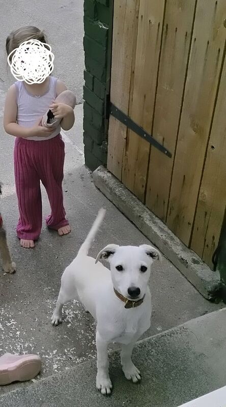 Jack Russell puppies for sale in Middlesbrough, North Yorkshire – 3 months old - Image 2 of 3