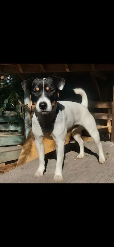Young Jack Russell Looking for an Experienced, Active Home