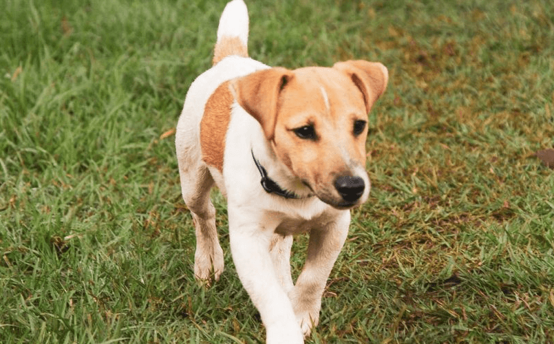 Kennel Club Registered Jack Russell Terrier Puppies For Sale | Jack ... Kennel Club Registered Jack Russell Terrier Puppies For Sale | Jack ...