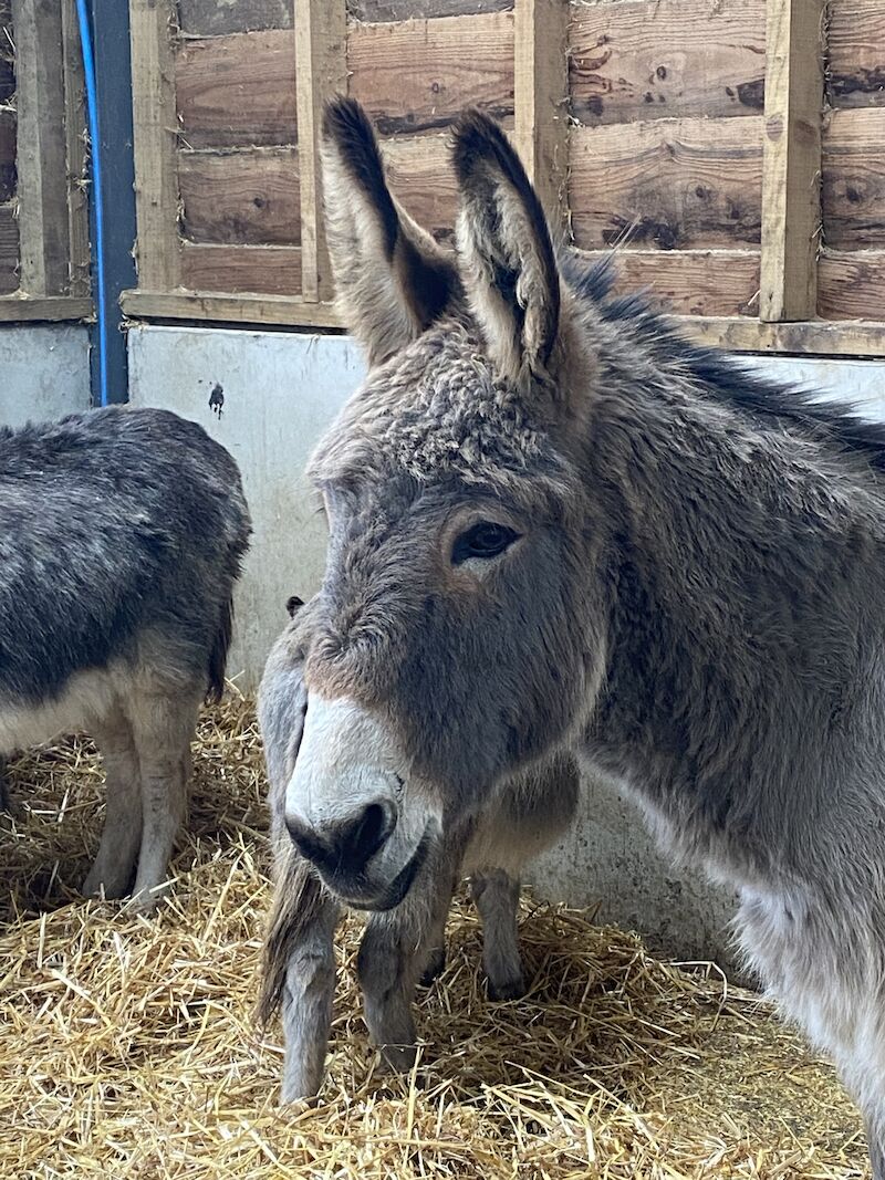 Miniature Jack Russell Terrier Puppies For Sale in Maryport, Cumbria